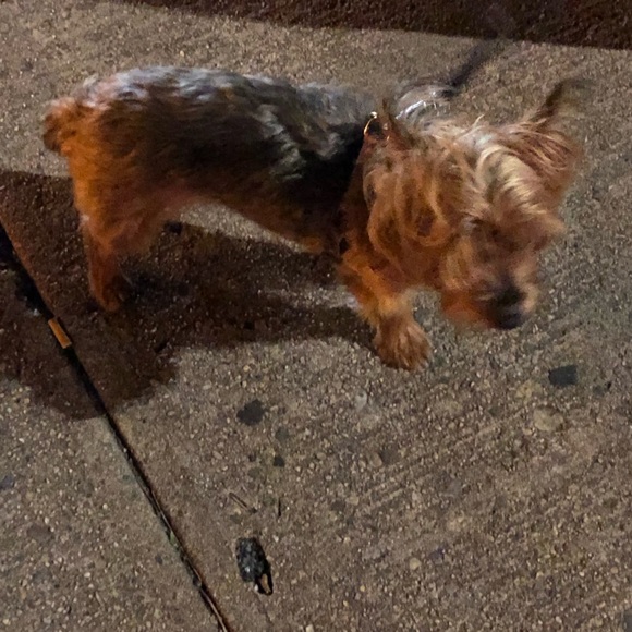 Meet your Posher, Alexandra lebron - Picture 1 of 1